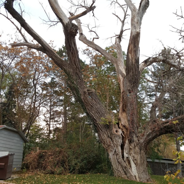 tree risk assessment