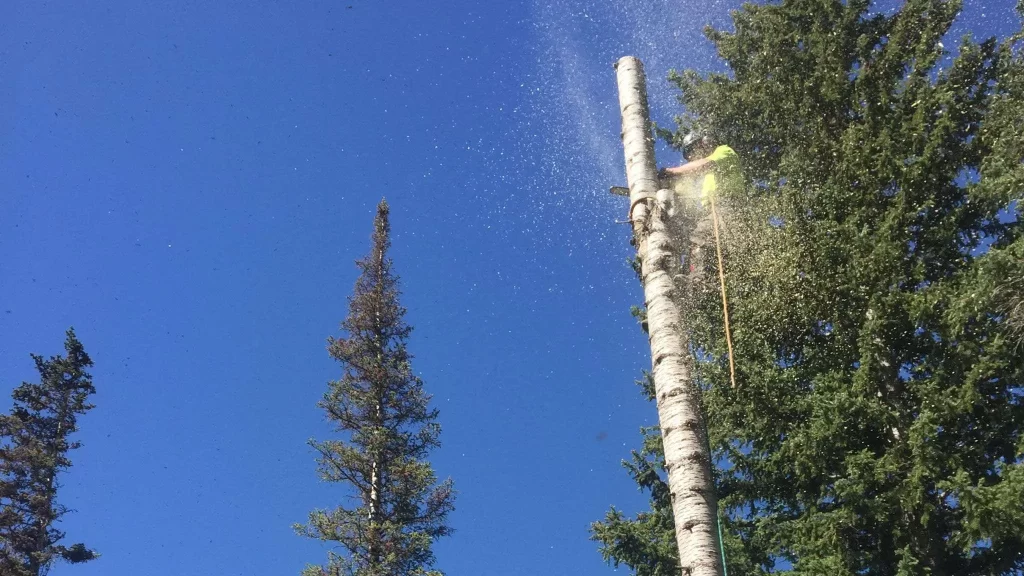 Tree Falls Reverse What to Do When A Tree Falls | Arbor Plus
