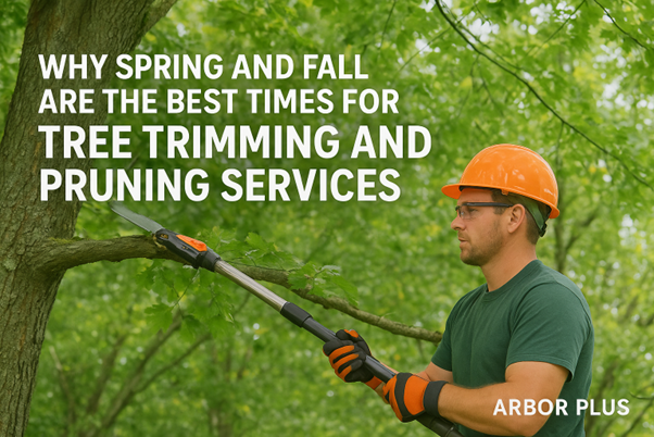 Why Spring and Fall Are the Best Times for Tree Trimming and Pruning Services