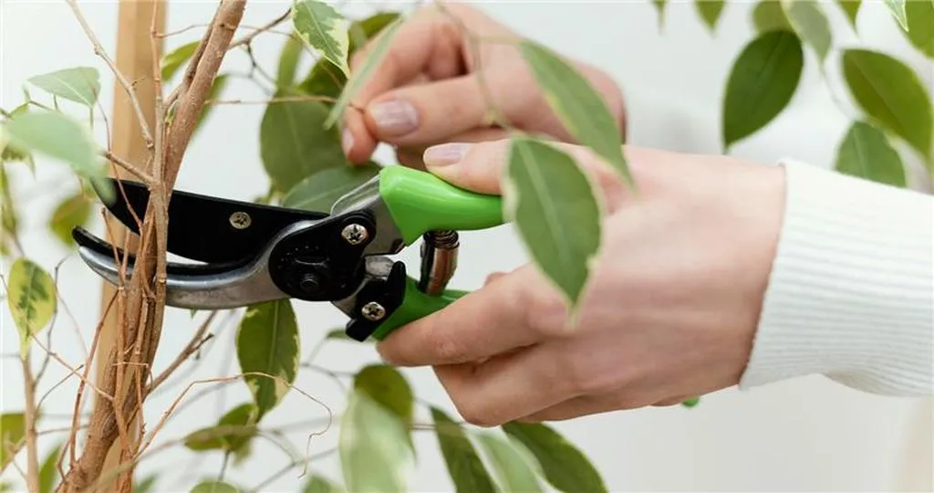 Tree Pruning Services