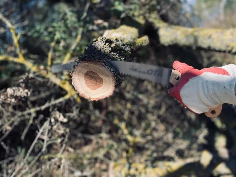 Stump Grinding Services: The Fastest Way to Remove Tree Stumps