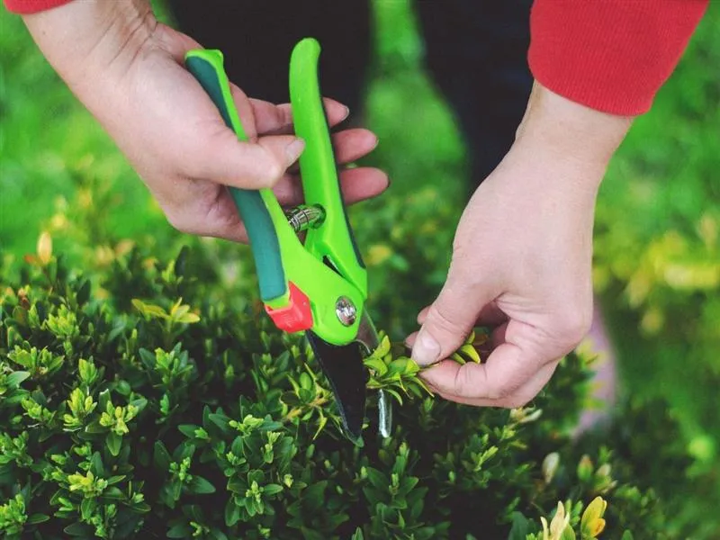 Tree Pruning Services