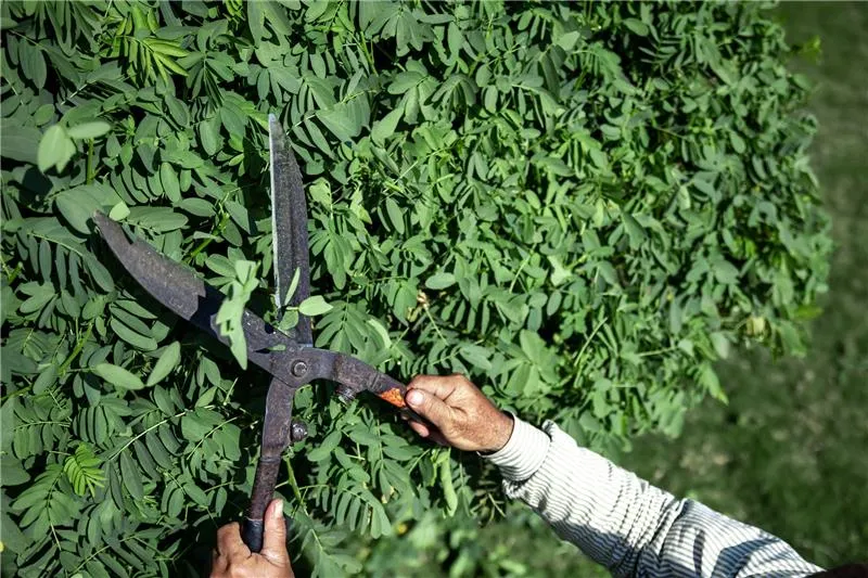 Professional Tree Pruning Services