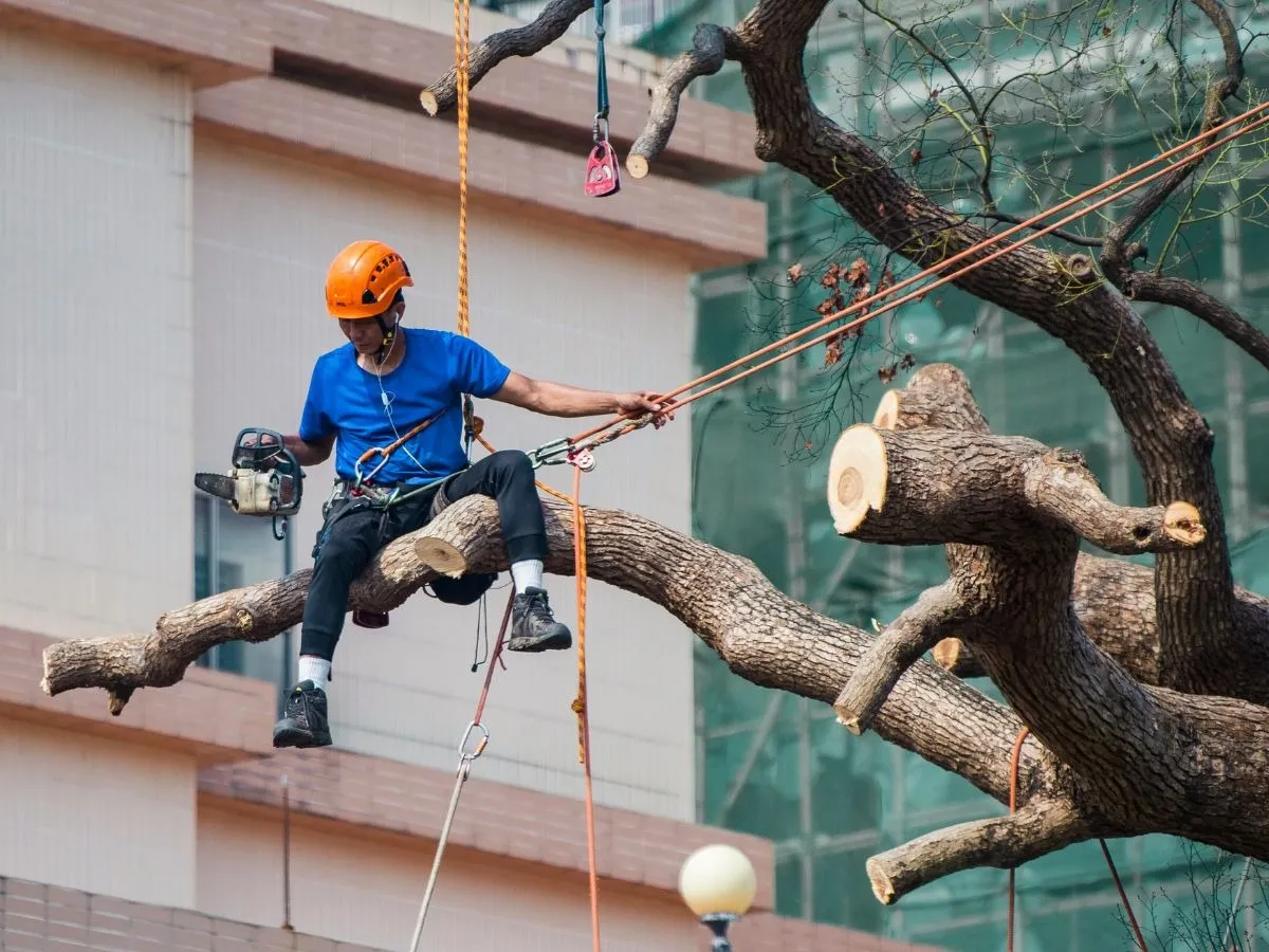 Tree Pruning vs Tree Trimming