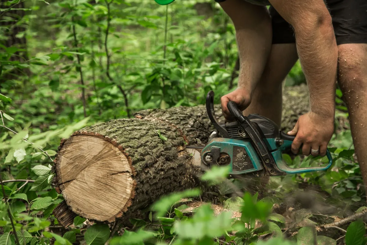 Professional Stump Grinding Services for a Cleaner Yard