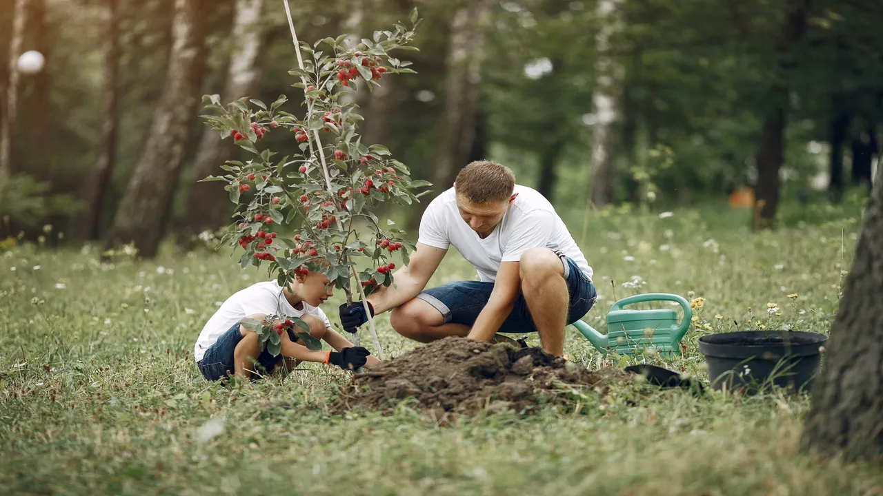 Enhance Your Property with Healthy Trees