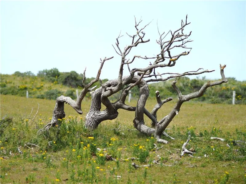 Tree Preservation Services: Saving Trees from Disease and Damage
