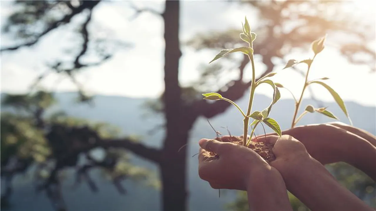Tree Preservation Services to Extend Tree Life and Beauty