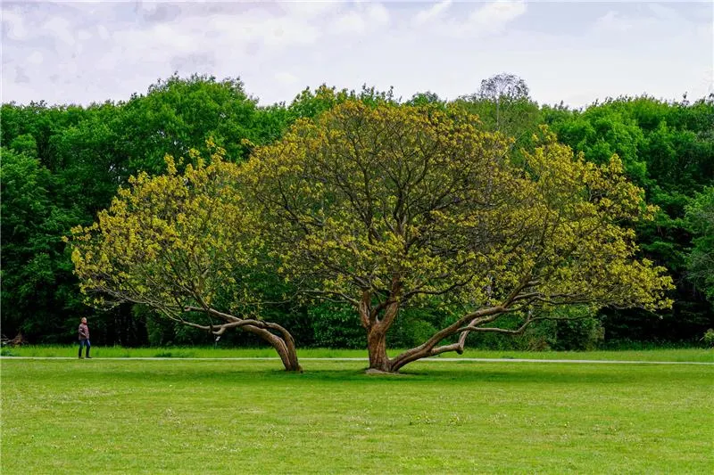 Professional Tree Preservation Services for Long-Term Tree Health