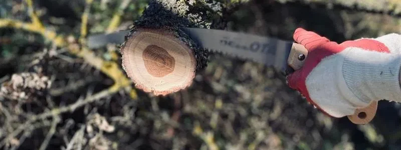 Stump Grinding Services: The Fastest Way to Remove Tree Stumps
