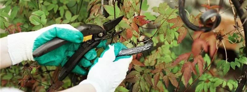 Tree Pruning Services