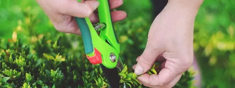Tree Pruning Services