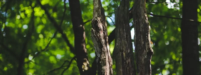 Expert Tree Removal Services for Safe Property Maintenance