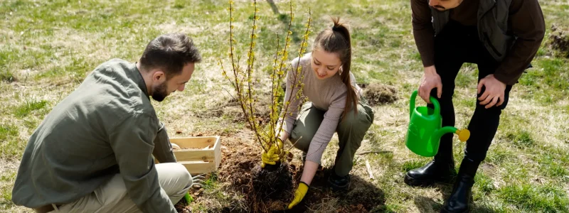 Professional Tree Planting Services for Residential and Commercial Spaces