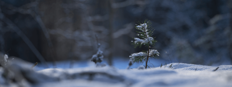 Taking-Care-of-Young-Trees-in-Winter-2048x1152