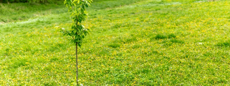 Tree Planting Services Improve Shade, Beauty, and Property Value