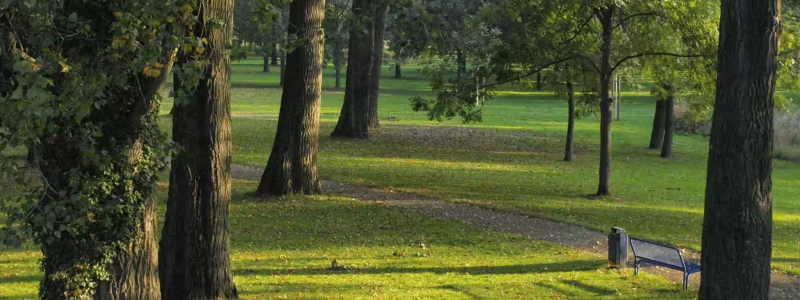 What Are The Fastest Growing Trees To Plant In Utah?