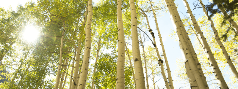 What-To-Know-Before-Buying-an-Aspen-Tree-2048x1152 (1)