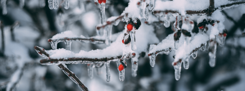 Winter-Tree-Care-Dealing-with-Snow-and-Ice-on-Trees-2048x1152