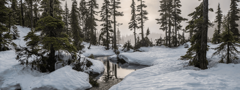 Winter Tree Care: Understanding the Risks of Winter