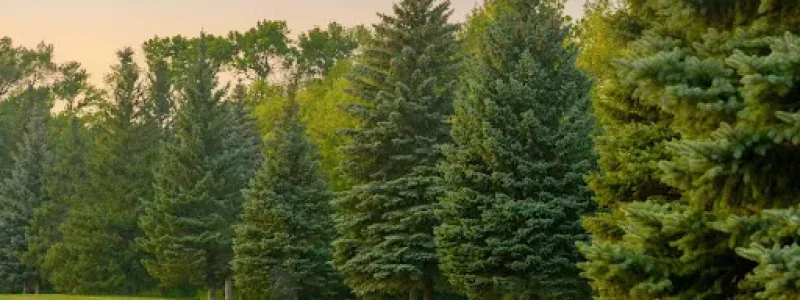 arbor 2