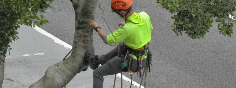 arbor 3