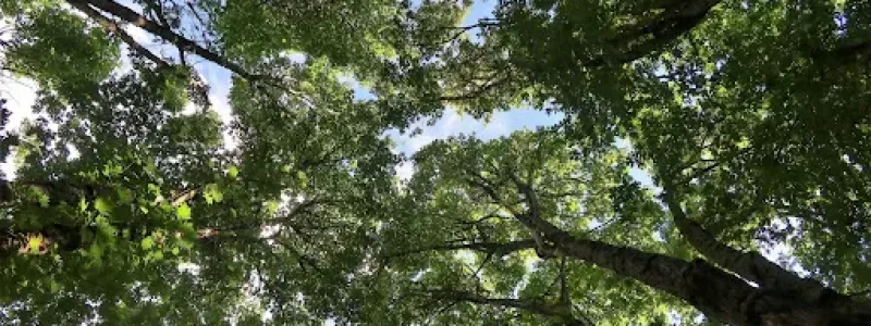arbor 5