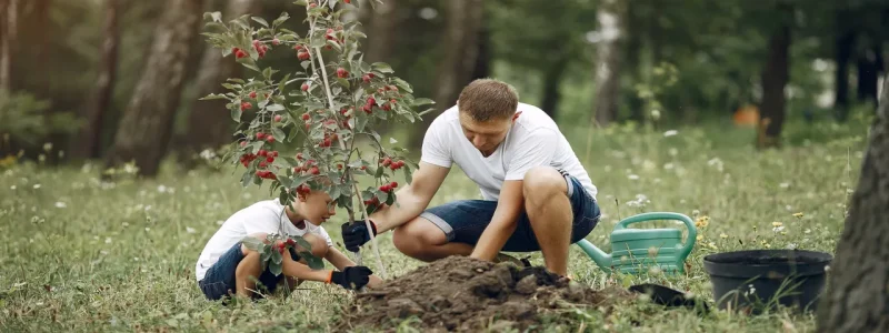 Enhance Your Property with Healthy Trees