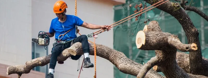 Tree Pruning vs Tree Trimming