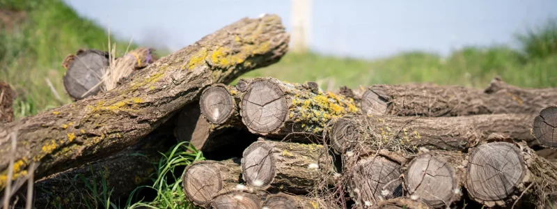 Stump Removal Services: Complete Tree Stump Elimination