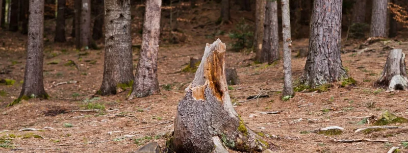 Why Stump Removal Services Improve Landscape Safety