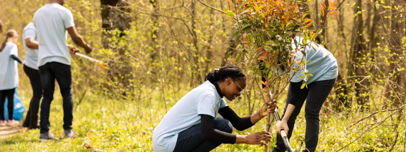 Tree Preservation Services: Protect and Maintain Mature Trees
