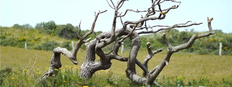 Tree Preservation Services: Saving Trees from Disease and Damage