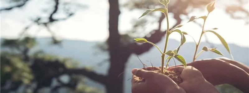 Tree Preservation Services to Extend Tree Life and Beauty