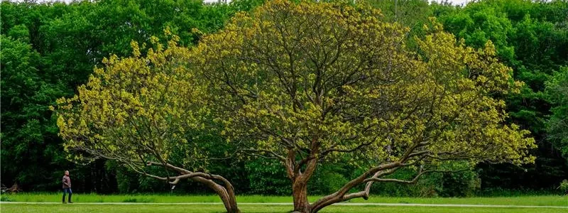 Professional Tree Preservation Services for Long-Term Tree Health