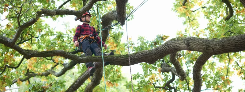 trainee-teenage-male-tree-surgeon-standing-on-tree-2023-11-27-05-19-44-utc