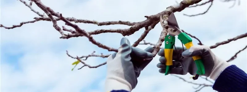 When Do You Need Tree Preservation Services Instead of Removal