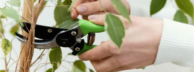 Tree Pruning Services