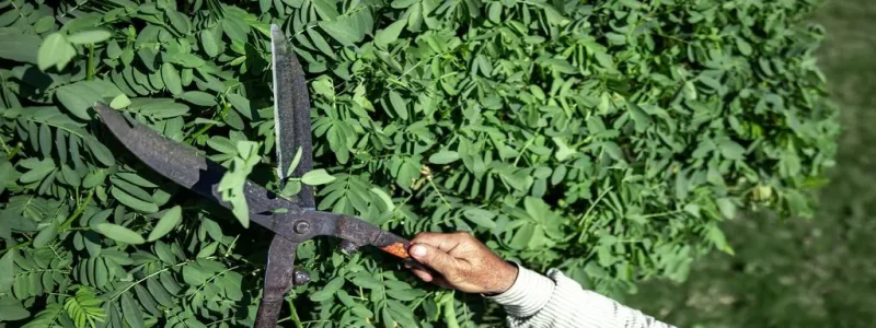 Shrub Trimming Services: Why Regular Pruning Is Essential for a Healthy Landscape