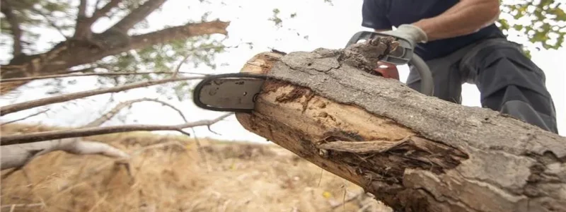 Why Professional Commercial Tree Removal Is Essential for Office Parks & Commercial Spaces